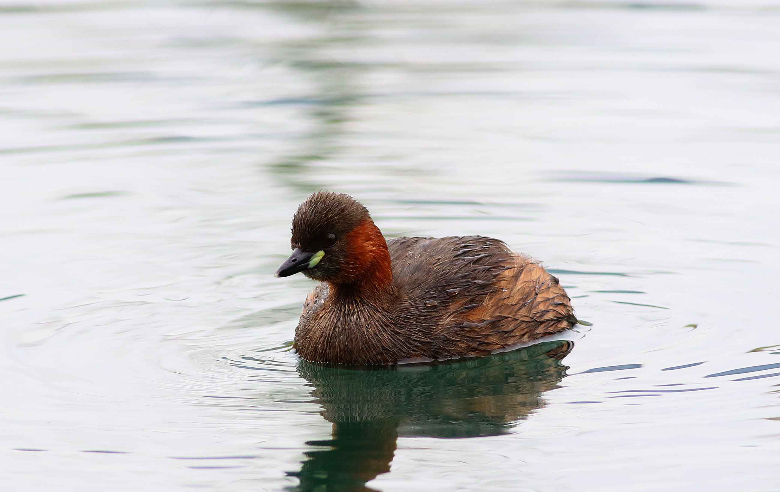 Little Grebe